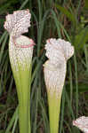 Crimson pitcherplant